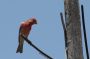 Baja05 - 395 * The house finch is certainly colorful in Baja Sur